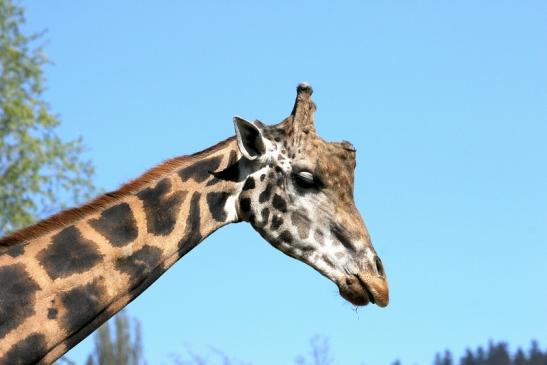 Rothschild Giraffe Opel Zoo Kronberg 2015