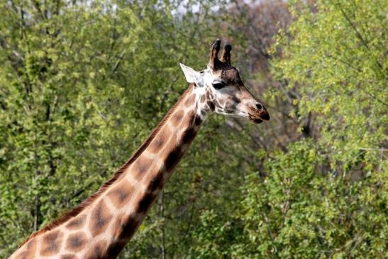 Rothschild Giraffe Opel Zoo Kronberg 2015