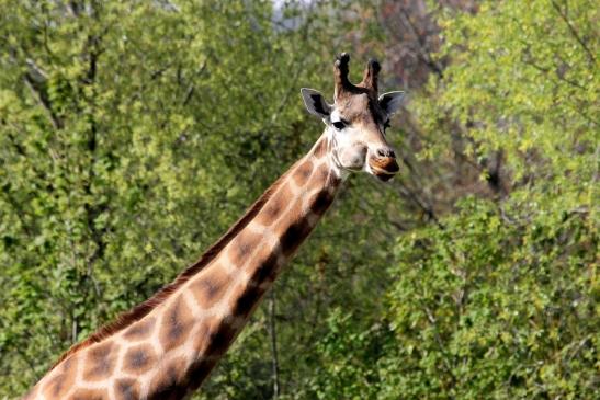 Rothschild Giraffe Opel Zoo Kronberg 2015