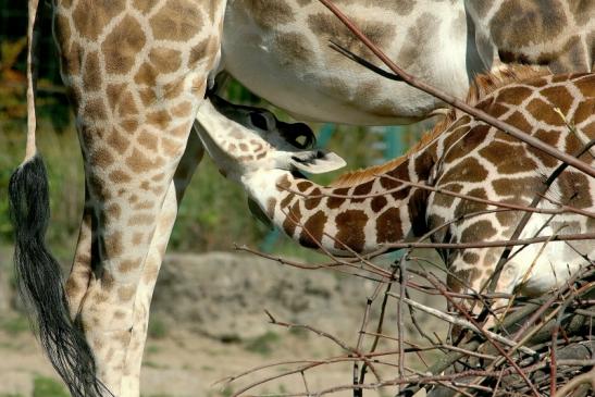 Rothschild Giraffe Opel Zoo Kronberg 2015