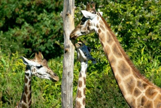 Rothschild Giraffe Opel Zoo Kronberg 2015