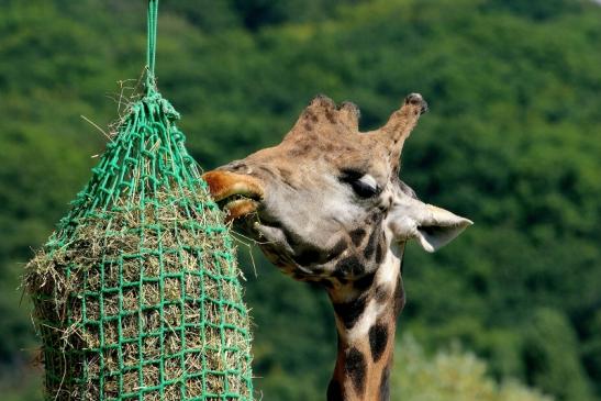 Rothschild Giraffe Opel Zoo Kronberg 2016