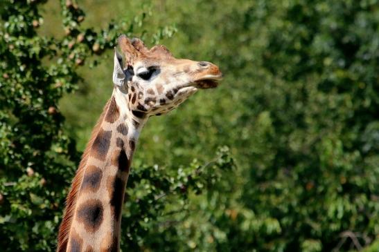 Rothschild Giraffe Opel Zoo Kronberg 2016