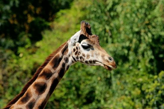 Rothschild Giraffe Opel Zoo Kronberg 2016