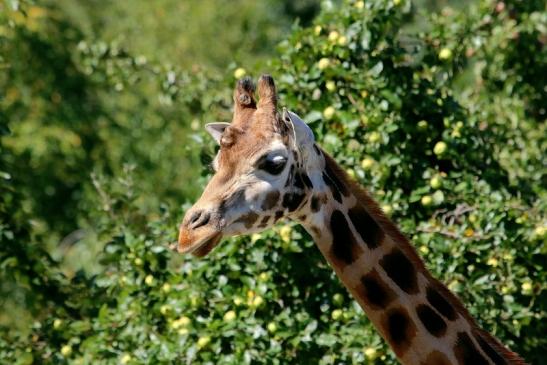 Rothschild Giraffe Opel Zoo Kronberg 2016