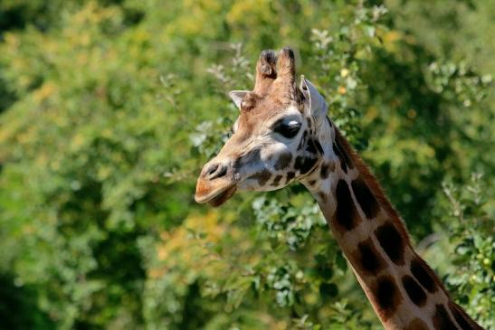 Rothschild Giraffe Opel Zoo Kronberg 2016