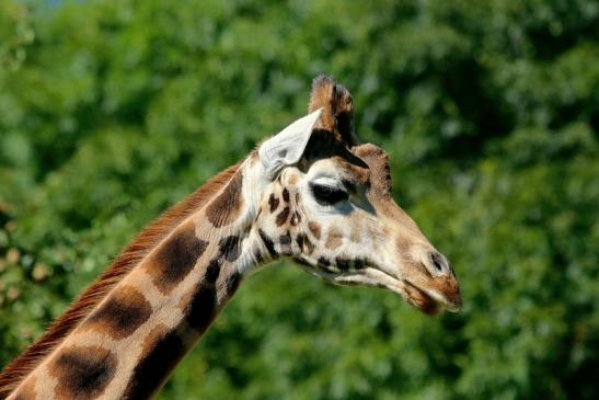 Rothschild Giraffe Opel Zoo Kronberg 2016