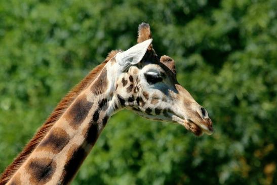 Rothschild Giraffe Opel Zoo Kronberg 2016