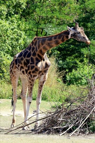 Rothschildgiraffe Opel zoo Kronberg 2019