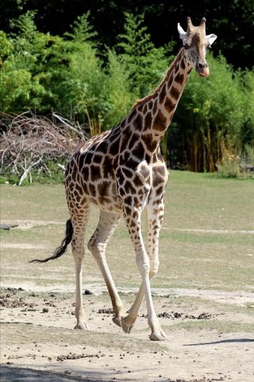 Rothschildgiraffe Opel Zoo Kronberg 2019