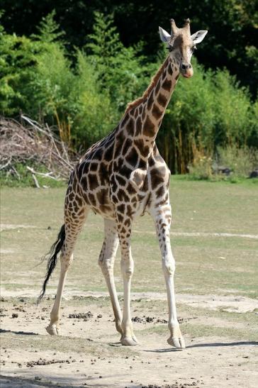 Rothschildgiraffe Opel Zoo Kronberg 2019