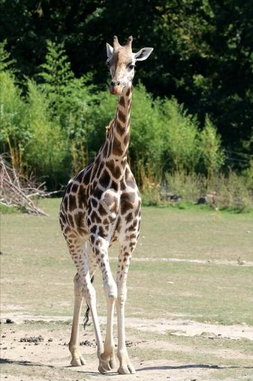 Rothschildgiraffe Opel zoo Kronberg 2019