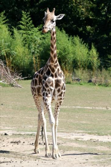 Rothschildgiraffe Opel zoo Kronberg 2019