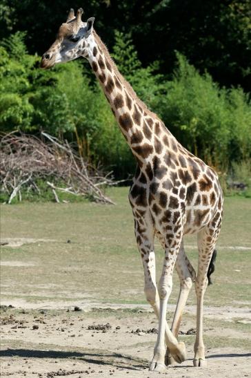 Rothschildgiraffe Opel Zoo Kronberg 2019