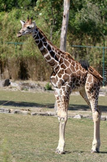 Rothschildgiraffe Opel Zoo Kronberg 2019