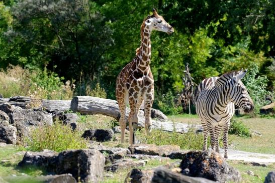 Rothschildgiraffe mit Böhm-Zebra Opel zoo Kronberg 2019