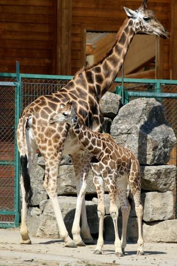 Rothschildgiraffe mit Jungtier Opel Zoo Kronberg 2019