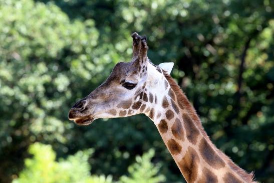 Rothschildgiraffe Opel Zoo Kronberg 2019