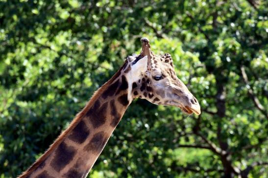 Rothschildgiraffe Opel zoo Kronberg 2019