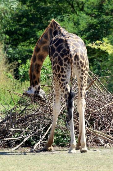 Rothschildgiraffe Opel zoo Kronberg 2019