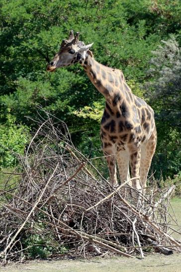 Rothschildgiraffe Opel zoo Kronberg 2019