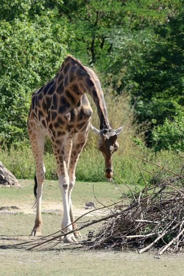 Rothschildgiraffe Opel Zoo Kronberg 2019