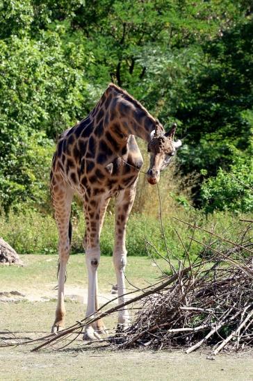 Rothschildgiraffe Opel zoo Kronberg 2019