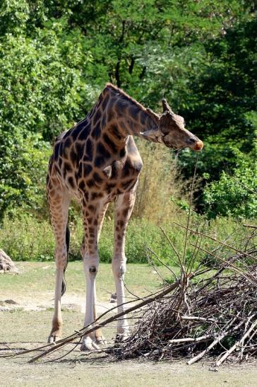 Rothschildgiraffe Opel zoo Kronberg 2019