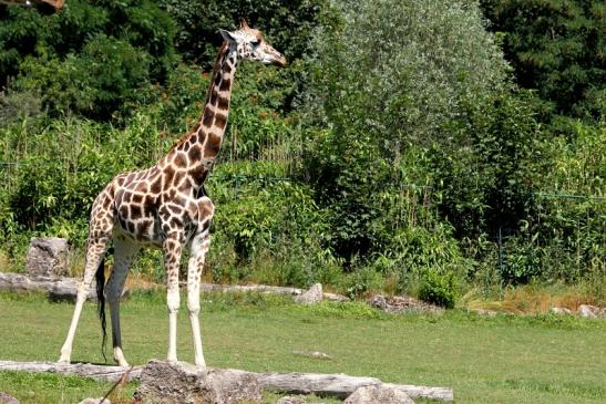 Rothschild Giraffe Opel Zoo Kronberg 2013