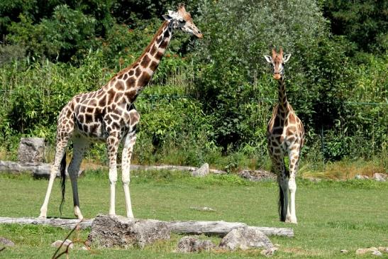 Rothschild Giraffe Opel Zoo Kronberg 2013