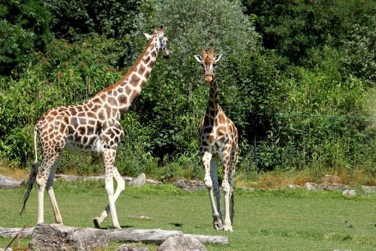 Rothschild Giraffe Opel Zoo Kronberg 2013