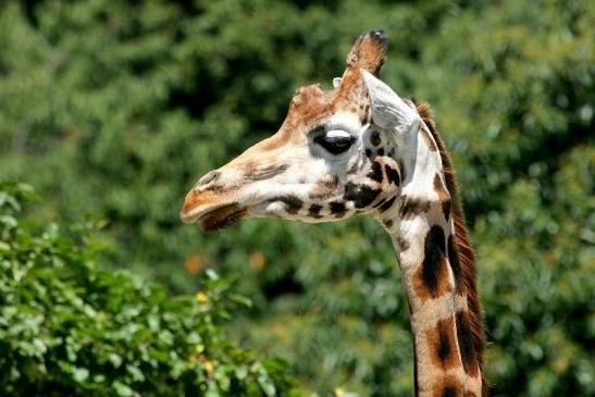 Rothschild Giraffe Opel Zoo Kronberg 2013