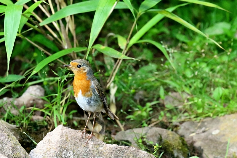 Rotkehlchen im Zoo Vivarium Darmstadt 2020