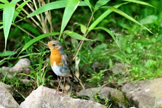 Rotkehlchen im Zoo Vivarium Darmstadt 2020