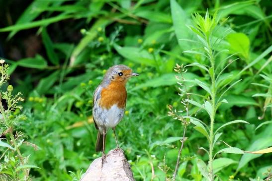 Rotkehlchen im Zoo Vivarium Darmstadt 2020