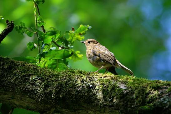Rotkehlchen Jungtier Wildpark Alte Fasanerie Klein Auheim 2016