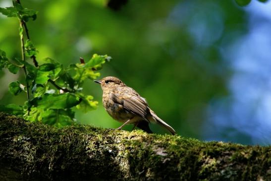 Rotkehlchen Jungtier Wildpark Alte Fasanerie Klein Auheim 2016