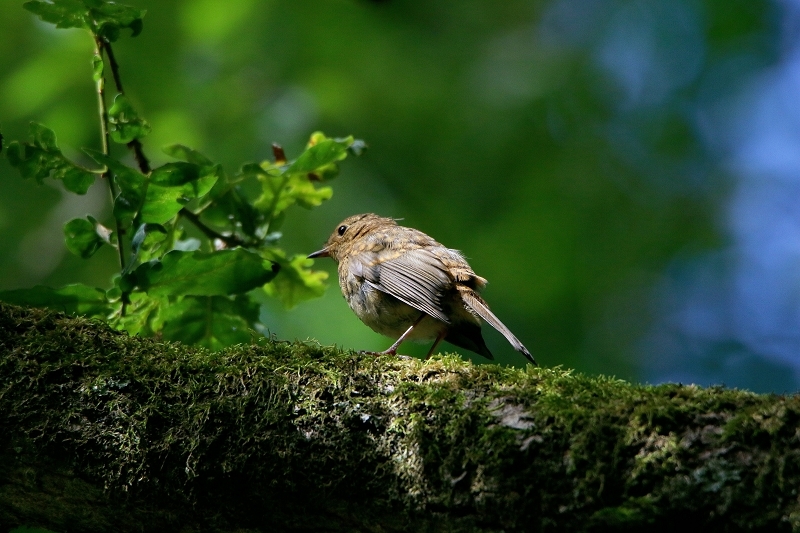 Rotkehlchen Jungtier Wildpark Alte Fasanerie Klein Auheim 2016