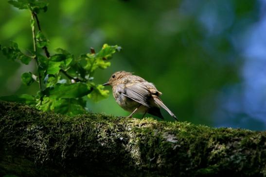 Rotkehlchen Jungtier Wildpark Alte Fasanerie Klein Auheim 2016