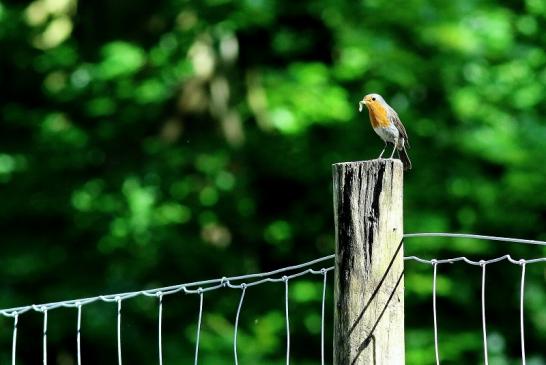 Rotkehlchen Wildpark Alte Fasanerie Klein Auheim 2018