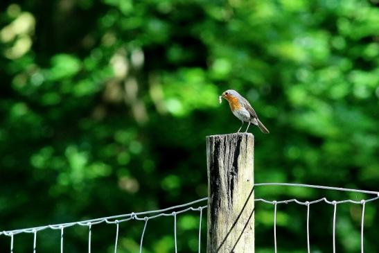 Rotkehlchen Wildpark Alte Fasanerie Klein Auheim 2018