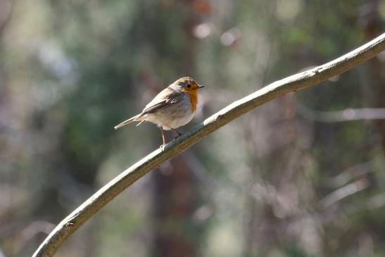 Rotkehlchen - Wildpark Alte Fasanerie Klein Auheim 2019