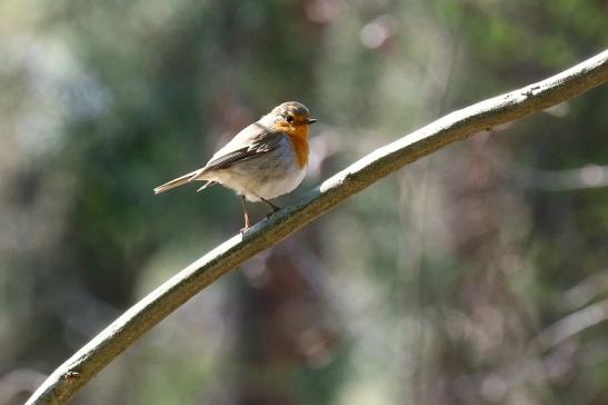 Rotkehlchen - Wildpark Alte Fasanerie Klein Auheim 2019