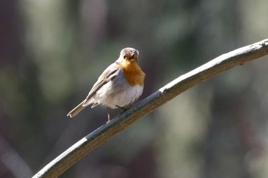 Rotkehlchen - Wildpark Alte Fasanerie Klein Auheim 2019