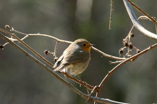 Rotkehlchen - Wildpark Alte Fasanerie Klein Auheim 2019