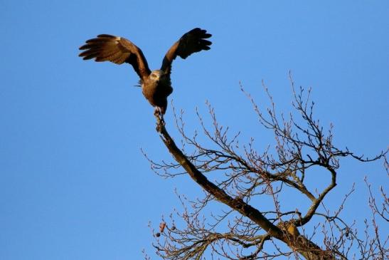 Schwarzmilan Wildpark Alte Fasanerie Klein Auheim 2016