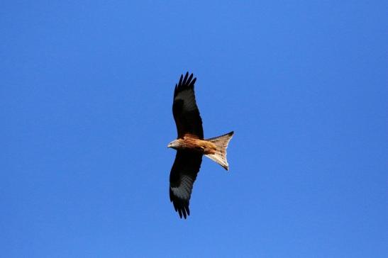 Schwarzmilan Wildpark Alte Fasanerie Klein Auheim 2016