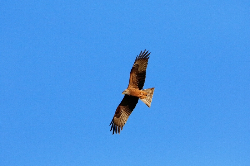 Schwarzmilan Wildpark Alte Fasanerie Klein Auheim 2016