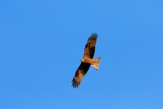 Schwarzmilan Wildpark Alte Fasanerie Klein Auheim 2016