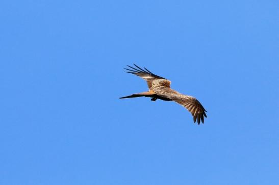 Schwarzmilan Wildpark Alte Fasanerie Klein Auheim 2016